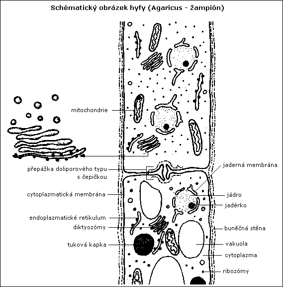 schématický obrázek hyfy